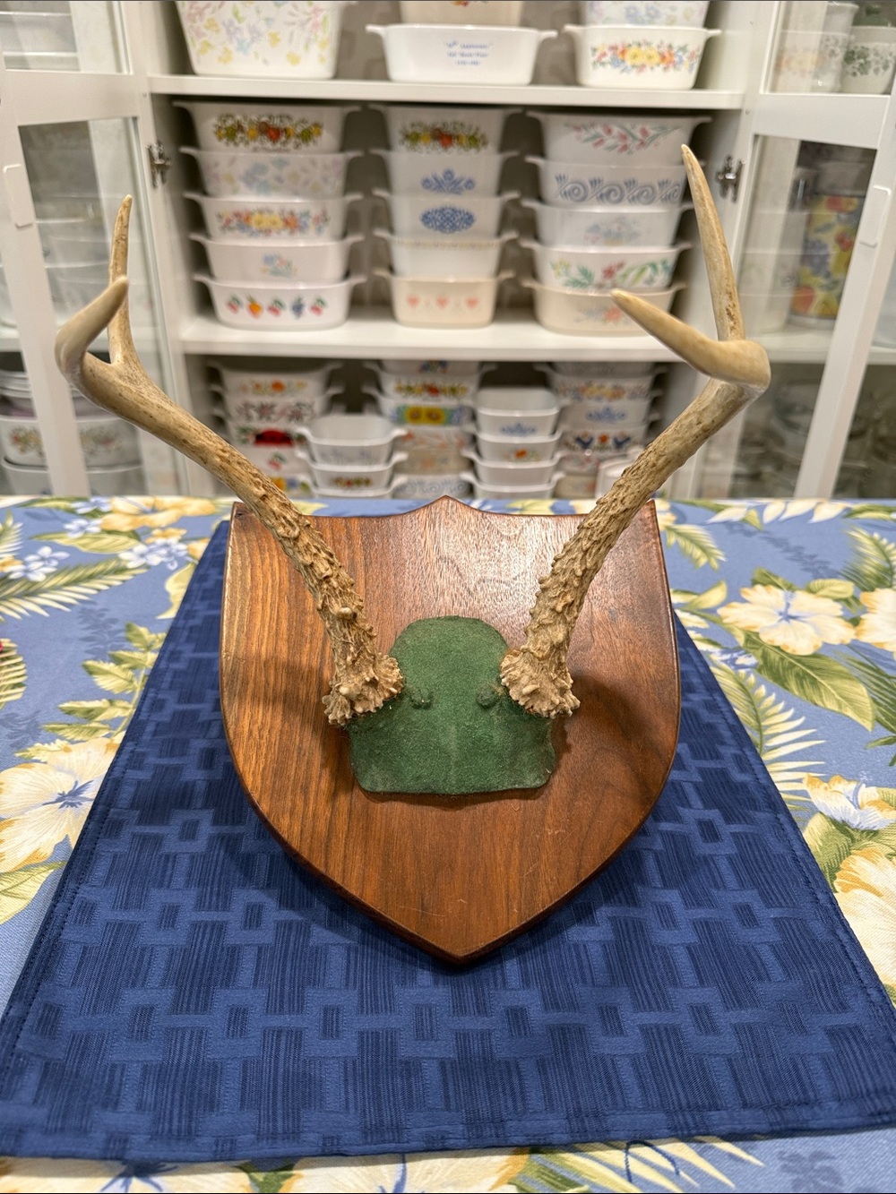 Vintage Deer Antler Wall Plaque 1961